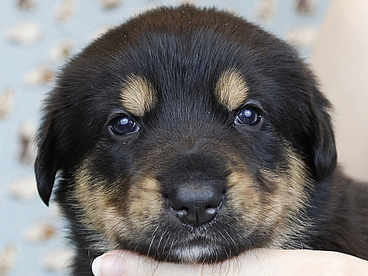 chinook puppy